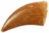 Raptor Tooth - Real Dinosaur Tooth #347057-1